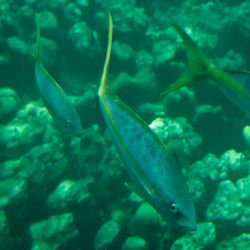 Vue sous-marine 1 Vue sous-marine 1