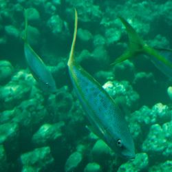 Vue sous-marine 1 Vue sous-marine 1