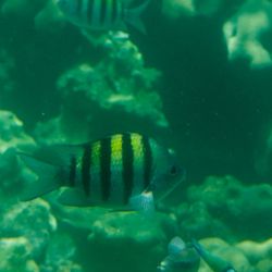 Vue sous-marine 2 Vue sous-marine 2