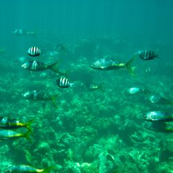 Vue sous-marine 4 Vue sous-marine 4