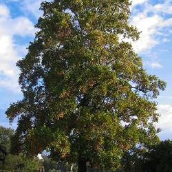 automne_002.jpg