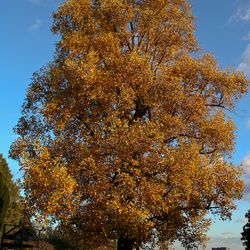 automne_003.jpg automne_003.jpg