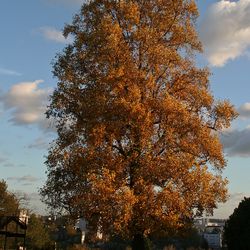 automne_004.jpg automne_004.jpg