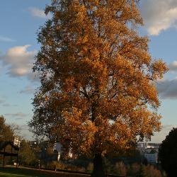 automne_004.jpg