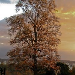 automne_005.jpg automne_005.jpg