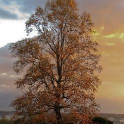 automne_005.jpg