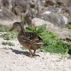 Promenade en bord de Loire 5/6