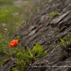 Autour du Pont Wilson 3/6