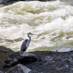 Autour du Pont Wilson 4/6