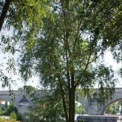 Promenade en bord de Loire 5/6