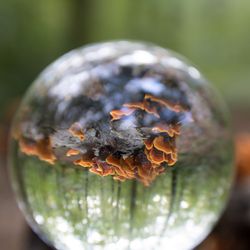 Champignons rouges (1/2)