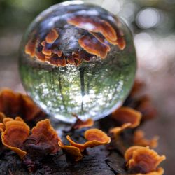 Champignons rouges (2/2)