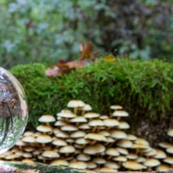 Champignons blanches (1/2)