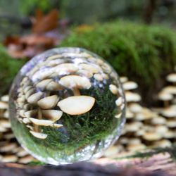 Champignons blanches (2/2)