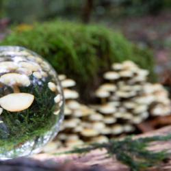 Champignons blanches (2/2)