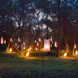 Forêt illuminée Forêt illuminée