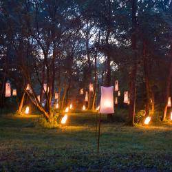 Forêt illuminée