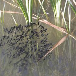 Banc de poissons