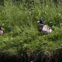 Canards Canards