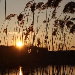 Roseaux au couchant