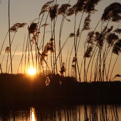 Roseaux au couchant