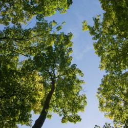 Un chemin dans le ciel (Sept 2008)