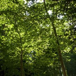 Sous-bois