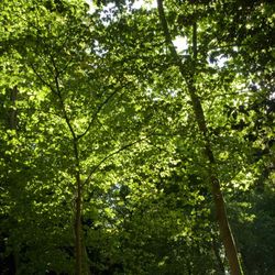 Sous-bois