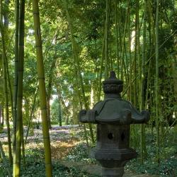 La forêt de bambous
