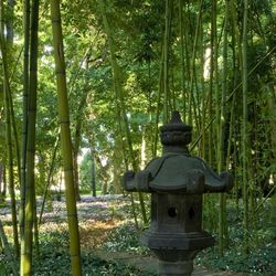 La forêt de bambous