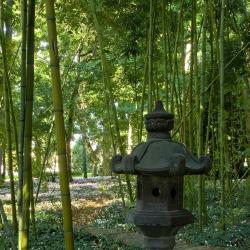 La forêt de bambous