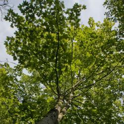 Un arbre