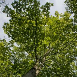 Un arbre