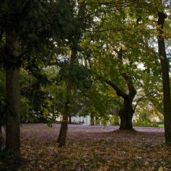 Avec ses feuilles mortes