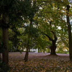 Avec ses feuilles mortes