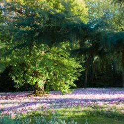 Un tapis de fleur