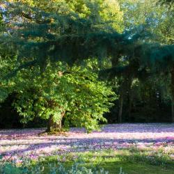 Un tapis de fleur