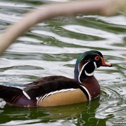 Les habitants du parc