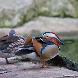 Les habitants du parc (Mars 2010)
