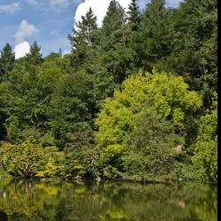 Un pont sur le lac