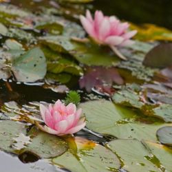Nénuphar Nénuphar