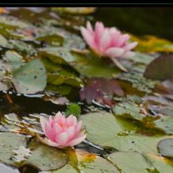 Nénuphar