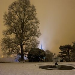 La fontaine et l’arbre