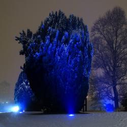 L’arbre bleu