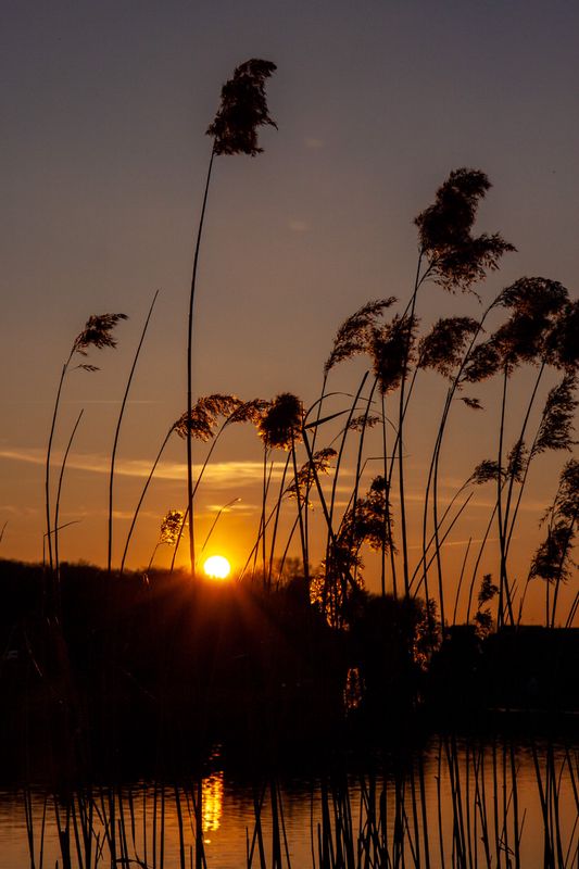 Figure 8 : Faire face au soleil à travers la végétation - [BY-NC 4.0] - ISO 100, f/11.0, 1/1000 sec.