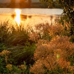 Coucher de soleil sur le lac de Chemillé Coucher de soleil sur le lac de Chemillé