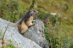A la montagne, nous pouvons faire d'intéressantes rencontres