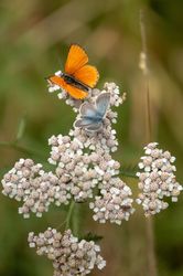 A la montagne, nous pouvons faire d'intéressantes rencontres A la montagne, nous pouvons faire d'intéressantes rencontres