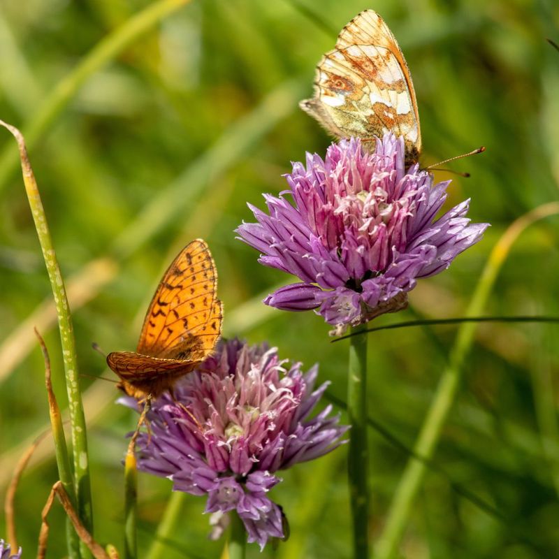 Photo 33 : Format carré - [BY-NC 4.0]