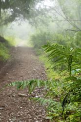 Randonnée dans la brume